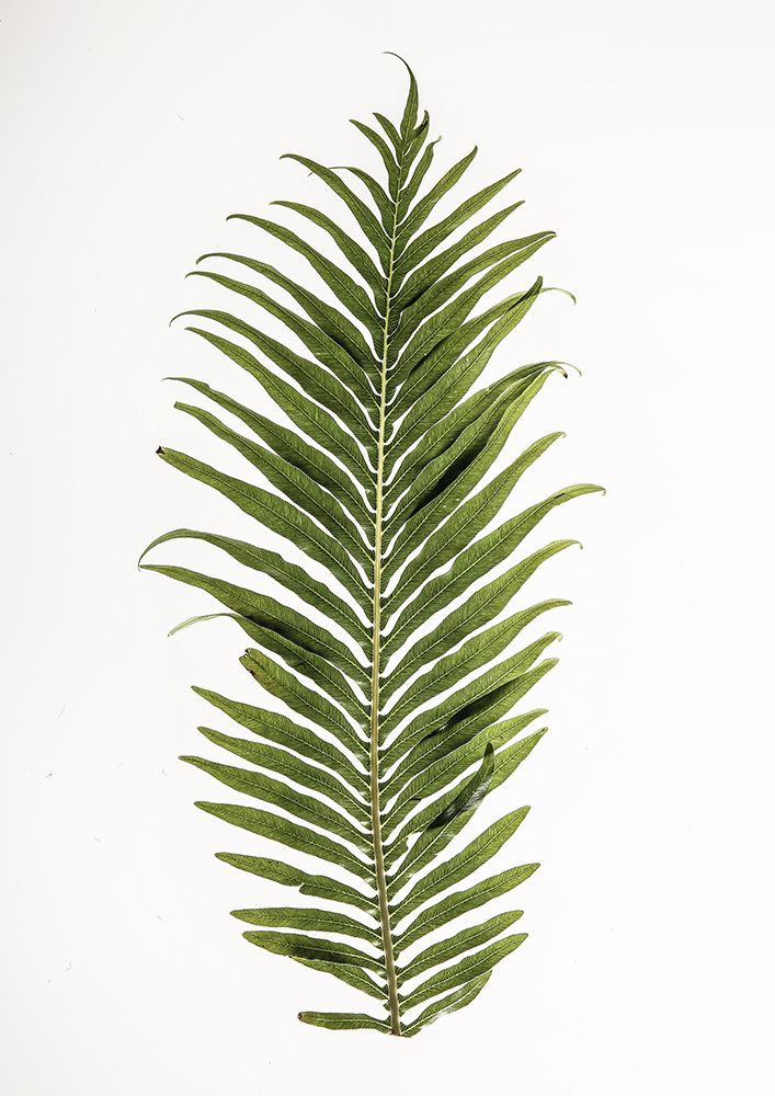 Leaf Study 01 art print by Shot by Clint for $57.95 CAD