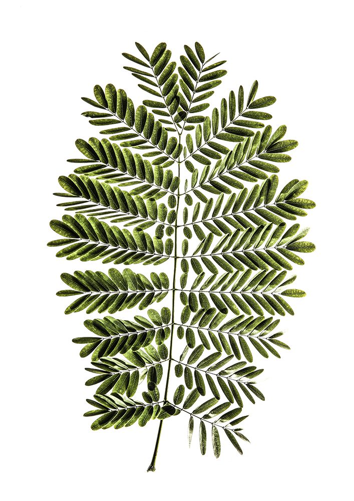 Leaf Study 02 art print by Shot by Clint for $57.95 CAD