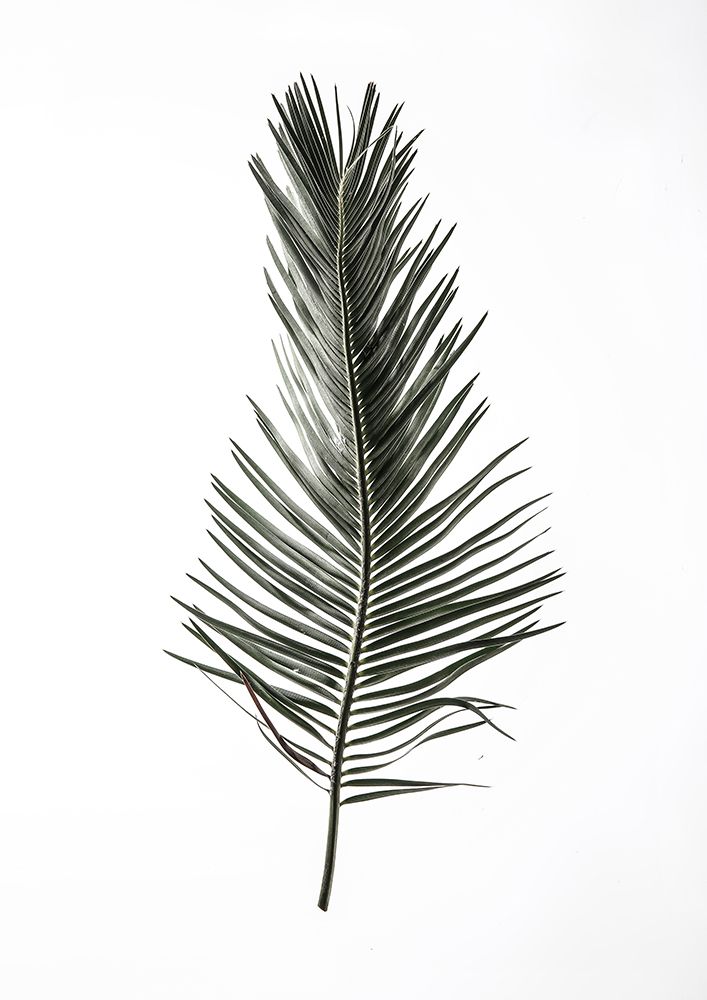 Leaf Study 03 art print by Shot by Clint for $57.95 CAD