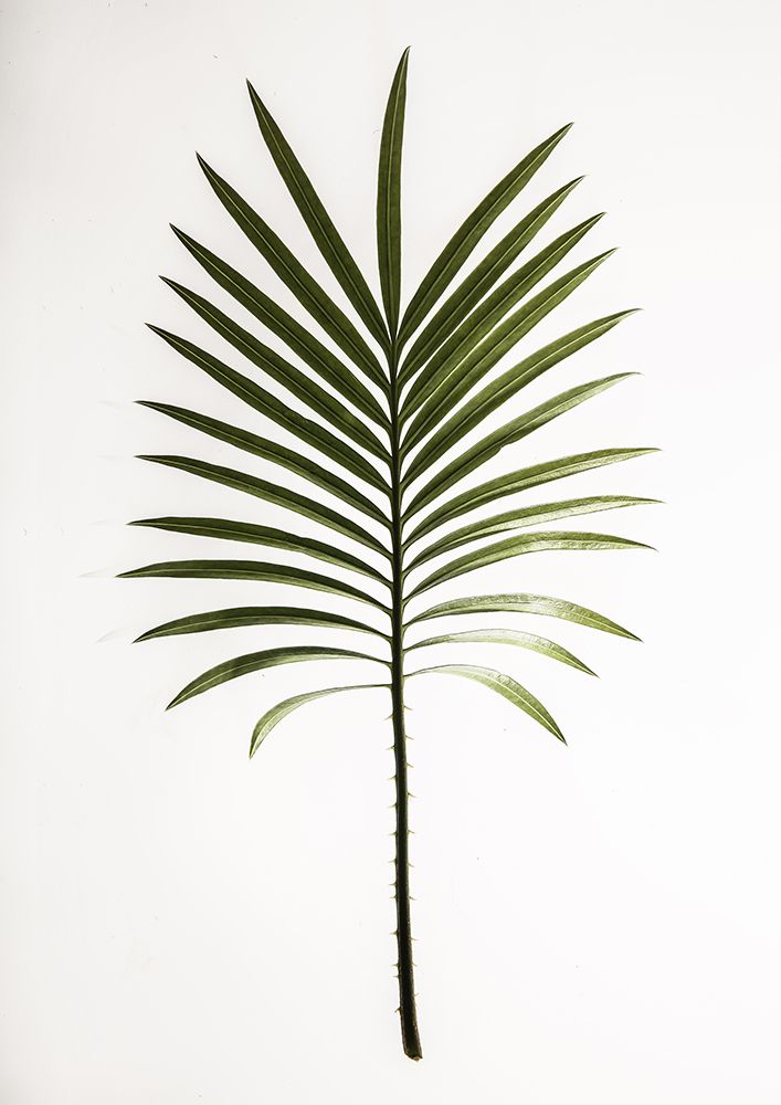 Leaf Study 04 art print by Shot by Clint for $57.95 CAD