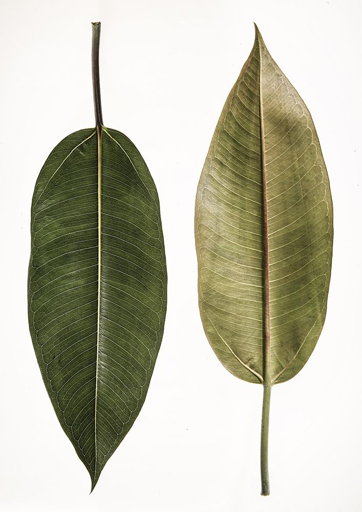 Leaf Study 05 art print by Shot by Clint for $57.95 CAD