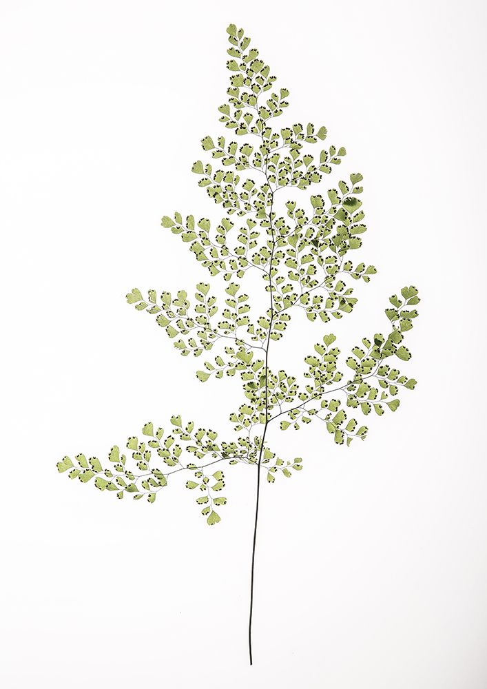 Leaf Study 06 art print by Shot by Clint for $57.95 CAD