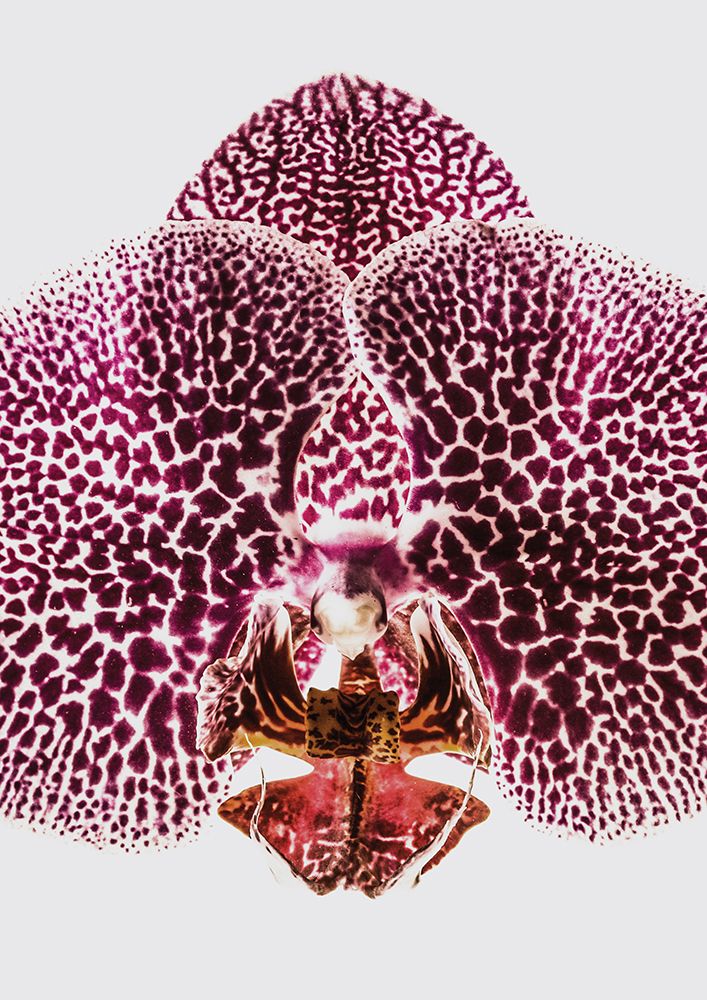 Leopard Orchid art print by Shot by Clint for $57.95 CAD