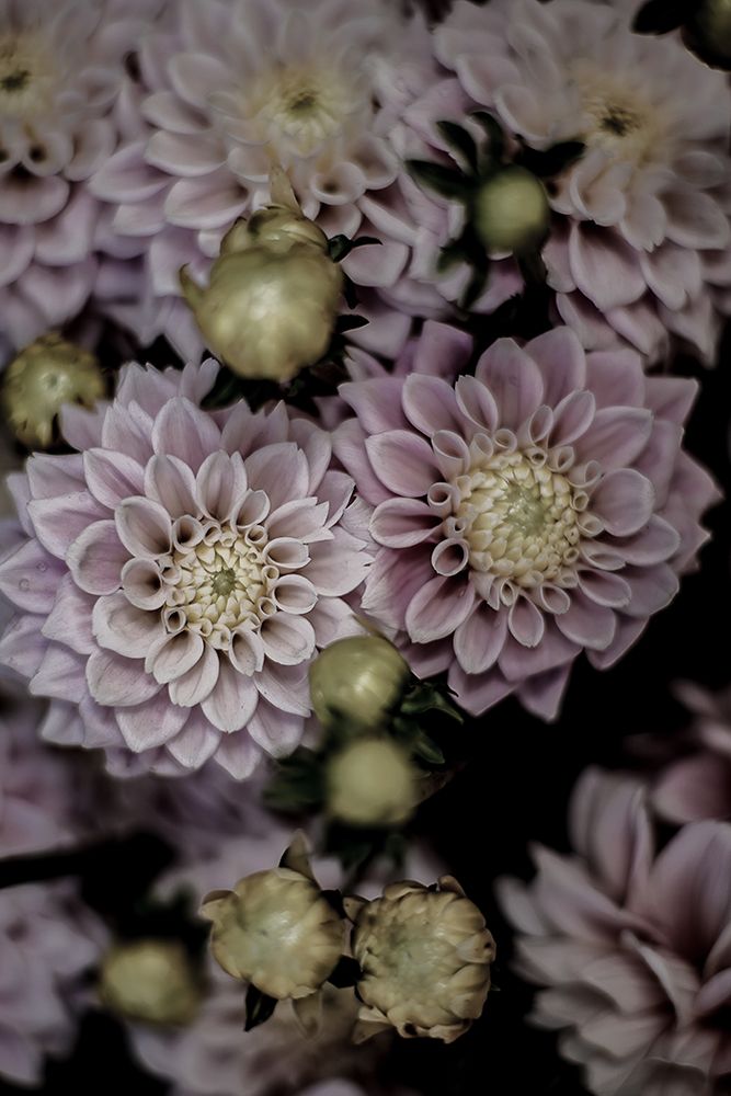 Lilium art print by Shot by Clint for $57.95 CAD