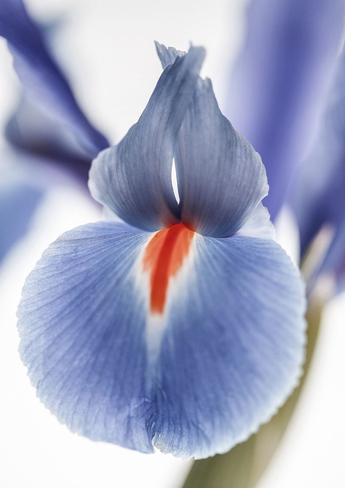 Lilly art print by Shot by Clint for $57.95 CAD