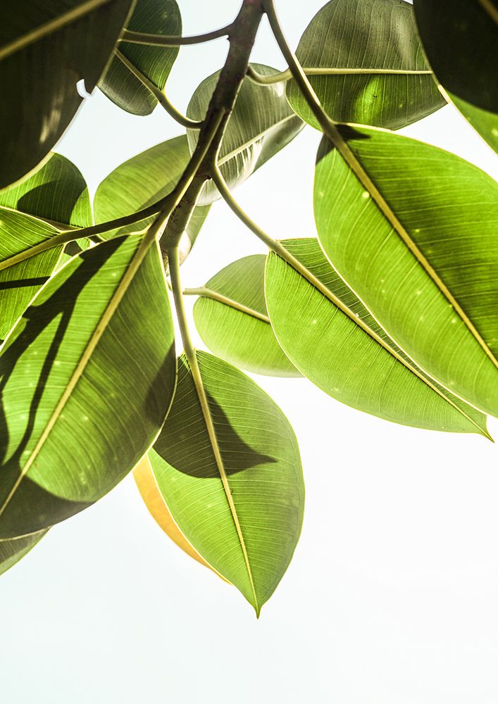 Lime Light art print by Shot by Clint for $57.95 CAD