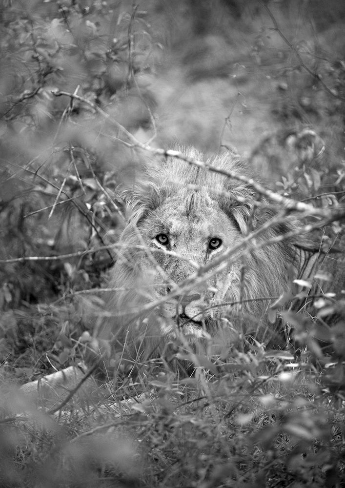 Lion art print by Shot by Clint for $57.95 CAD