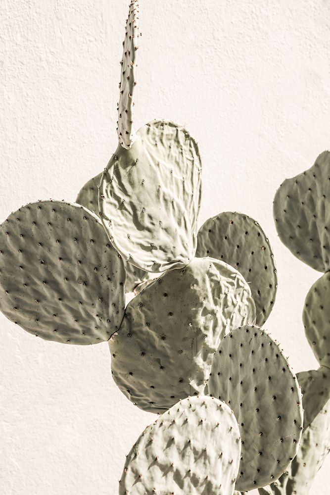 Mexi Catus 02 art print by Shot by Clint for $57.95 CAD