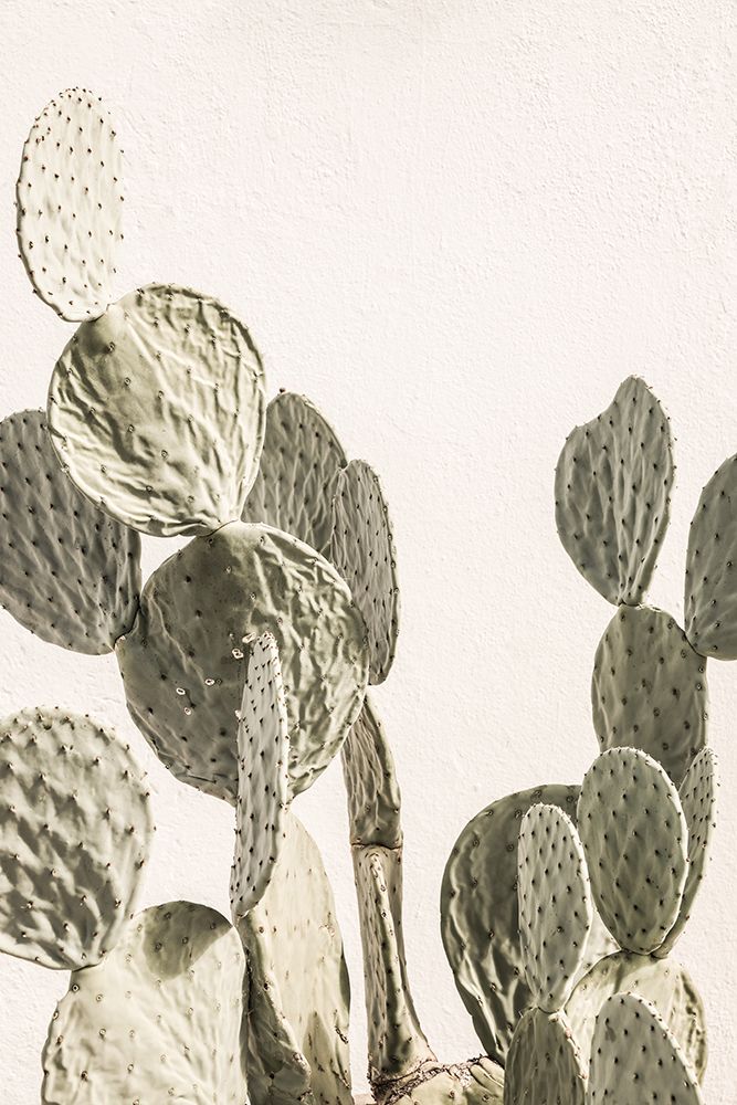 Mexi Catus art print by Shot by Clint for $57.95 CAD
