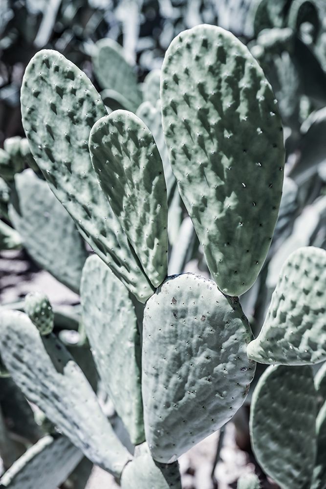 Mexi Pears art print by Shot by Clint for $57.95 CAD