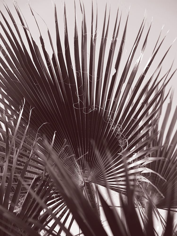 Miami Palm One art print by Shot by Clint for $57.95 CAD