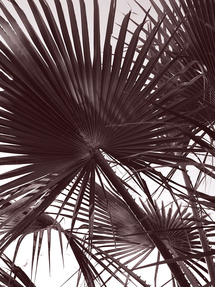 Miami Palm Two art print by Shot by Clint for $57.95 CAD