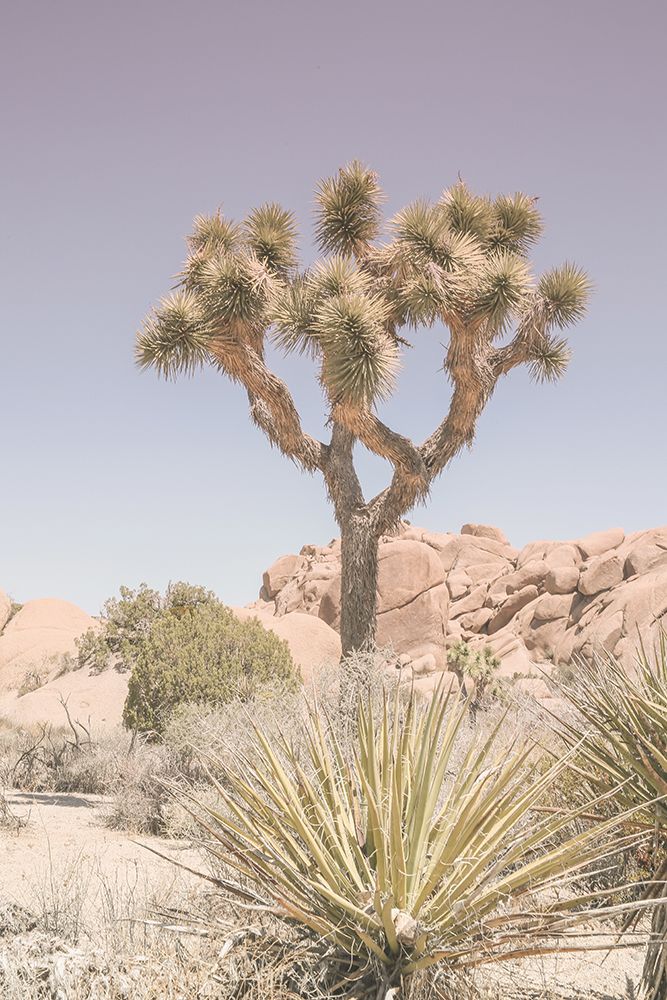 Mojave Desert art print by Shot by Clint for $57.95 CAD