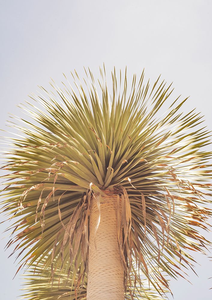Mohawk art print by Shot by Clint for $57.95 CAD