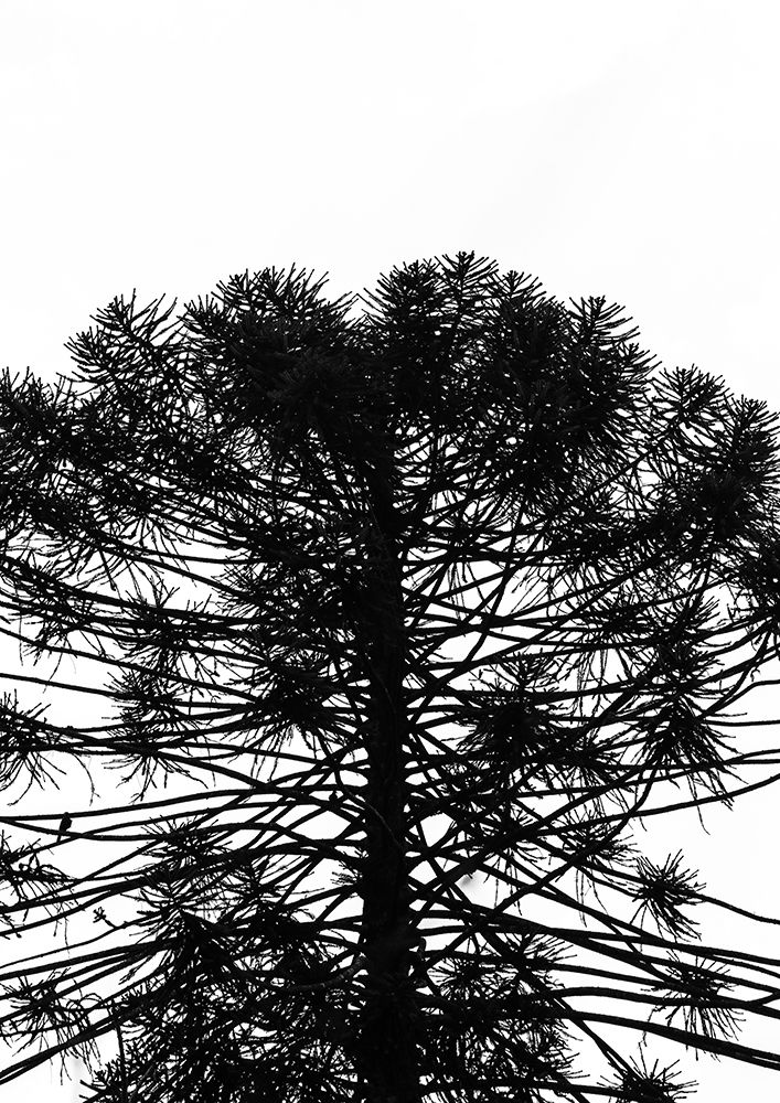 Monkey Puzzle art print by Shot by Clint for $57.95 CAD
