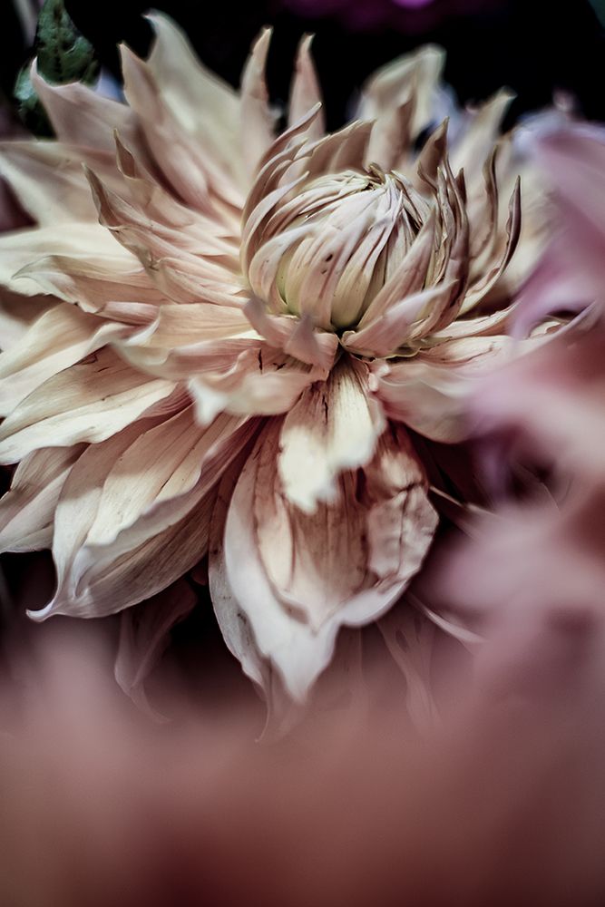 Morning Glory art print by Shot by Clint for $57.95 CAD