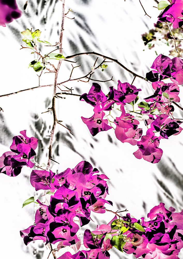 Msinsi art print by Shot by Clint for $57.95 CAD