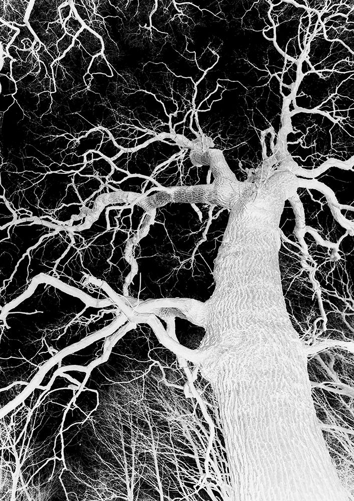 Oak Tree 01 art print by Shot by Clint for $57.95 CAD