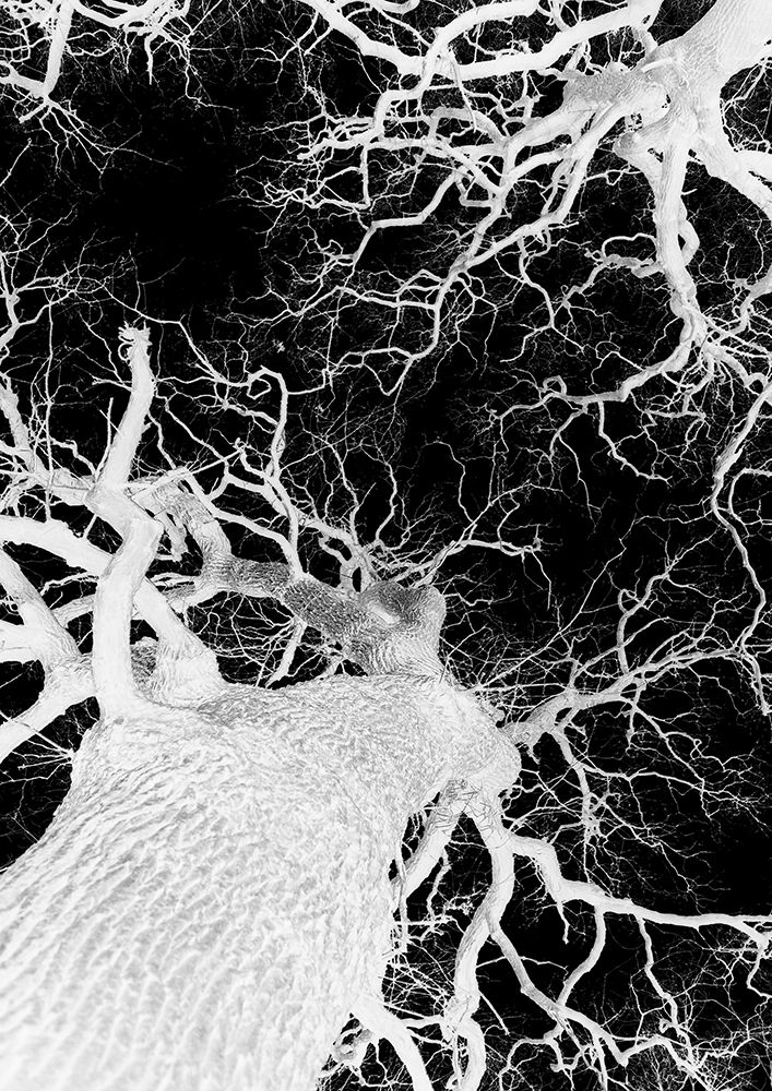 Oak Tree 02 art print by Shot by Clint for $57.95 CAD