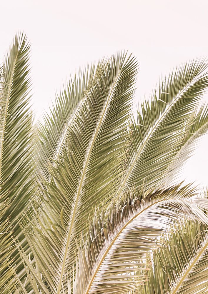 Oasis Palm 01 Oa 01 art print by Shot by Clint for $57.95 CAD