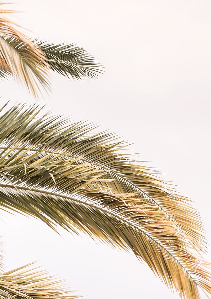 Oasis Palm 02jpg art print by Shot by Clint for $57.95 CAD