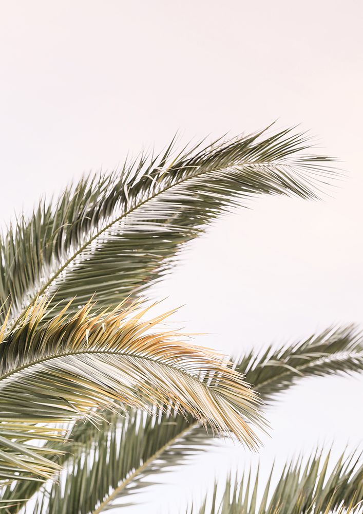 Oasis Palm 03 art print by Shot by Clint for $57.95 CAD