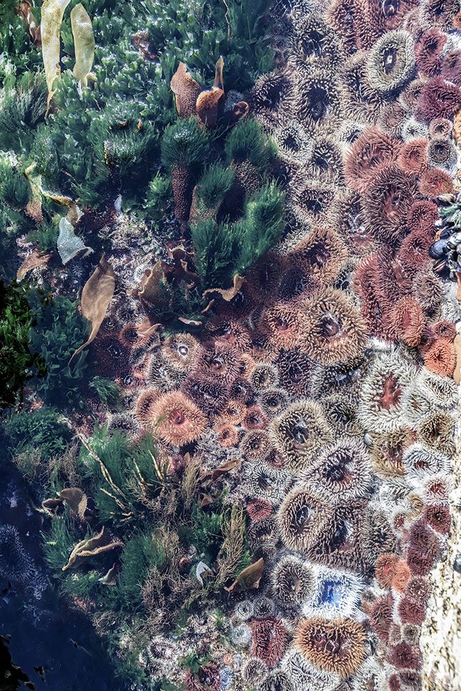 Ocean Curiosities art print by Shot by Clint for $57.95 CAD