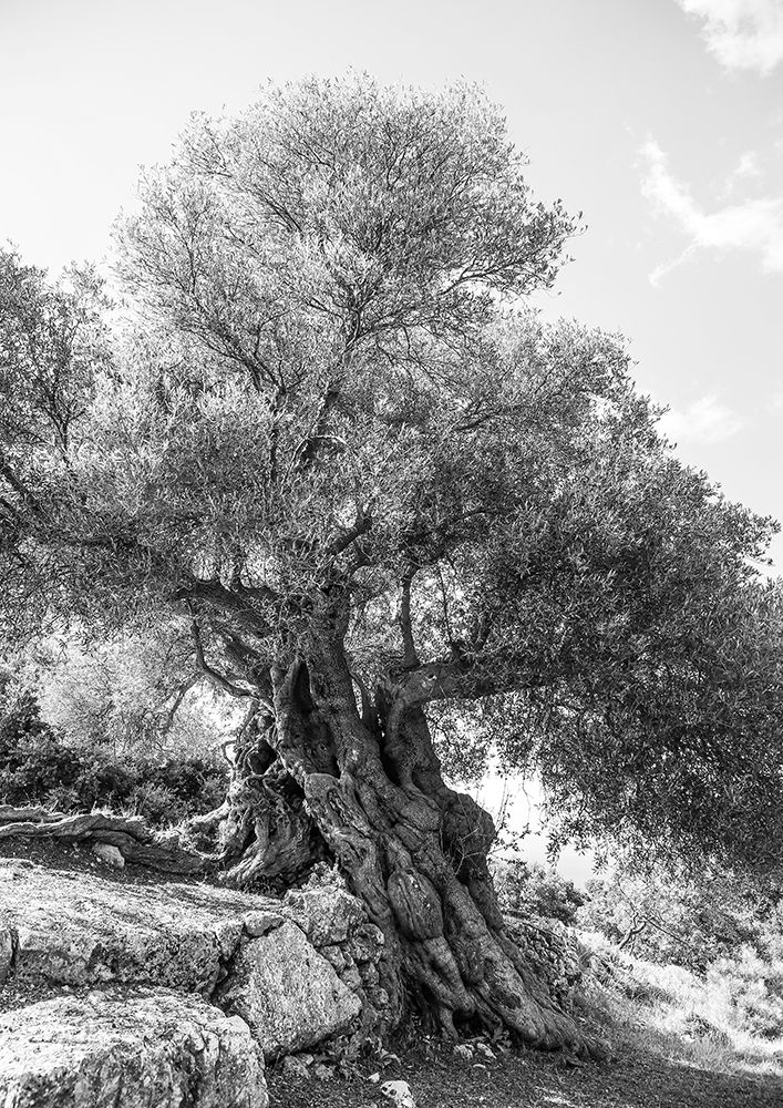 Olea art print by Shot by Clint for $57.95 CAD