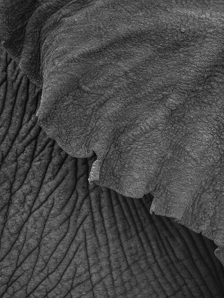 Olifant 02 art print by Shot by Clint for $57.95 CAD