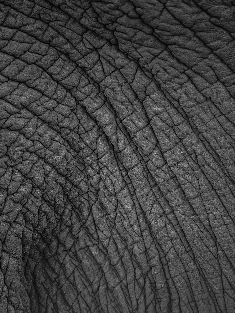 Olifant 03 art print by Shot by Clint for $57.95 CAD