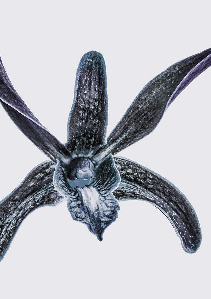 Orchid art print by Shot by Clint for $57.95 CAD