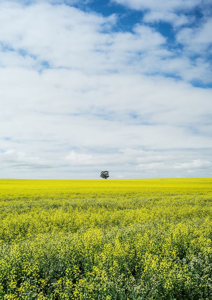 Paarl art print by Shot by Clint for $57.95 CAD
