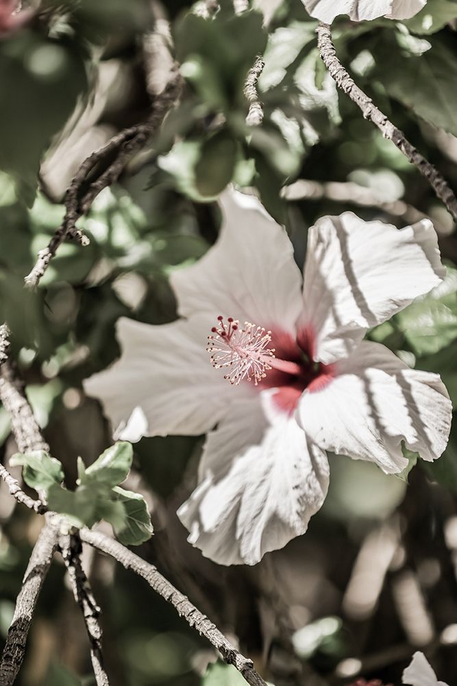 Pale Pink Hibiscus art print by Shot by Clint for $57.95 CAD