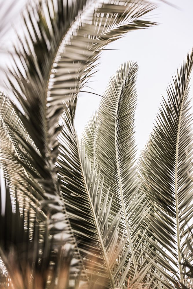 Palm Love art print by Shot by Clint for $57.95 CAD