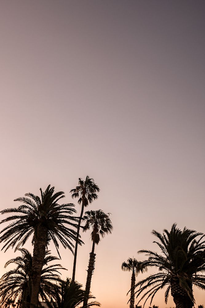 Palm Point art print by Shot by Clint for $57.95 CAD