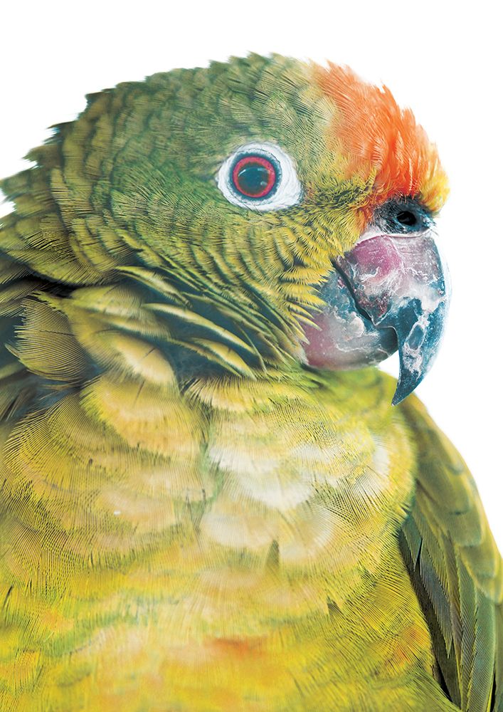 Parrot art print by Shot by Clint for $57.95 CAD