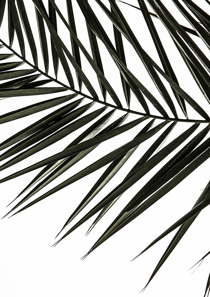 Phoenix Frond art print by Shot by Clint for $57.95 CAD