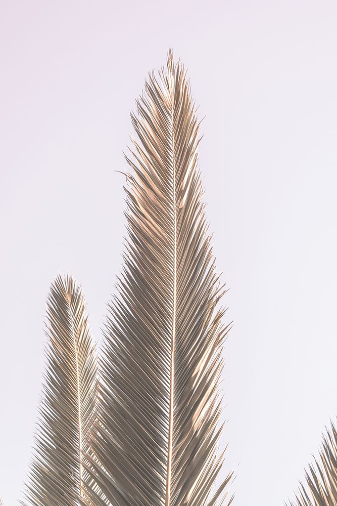 Phoenix Palm art print by Shot by Clint for $57.95 CAD