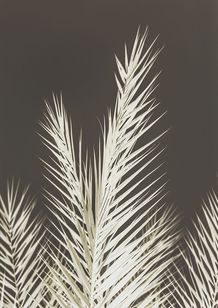Phoenix art print by Shot by Clint for $57.95 CAD
