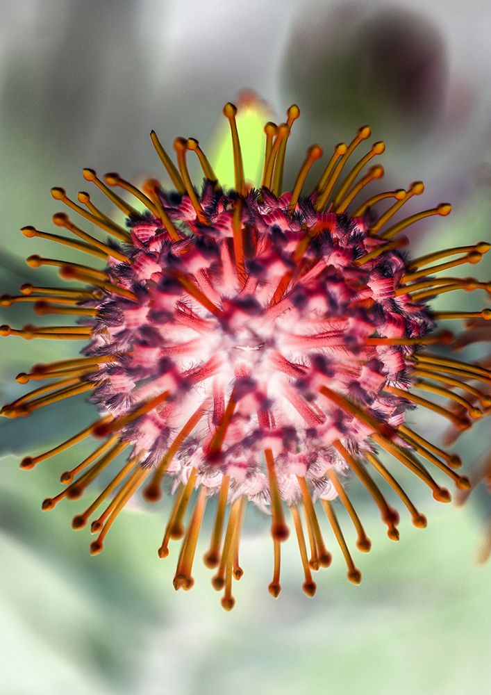 Pincushion 01 art print by Shot by Clint for $57.95 CAD