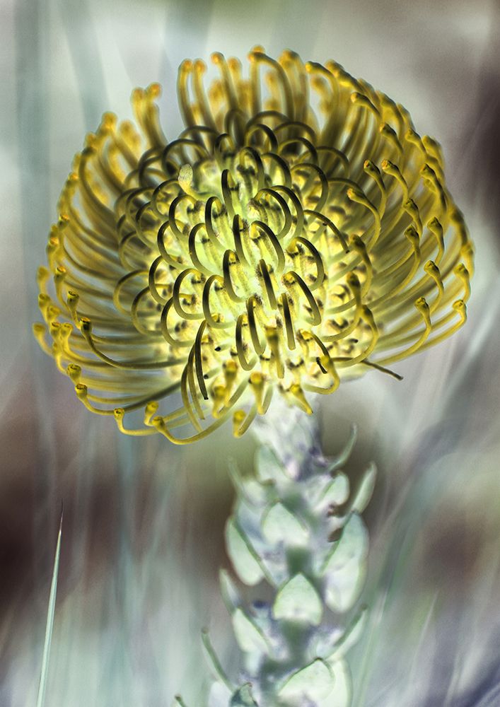 Pincushion 03 art print by Shot by Clint for $57.95 CAD