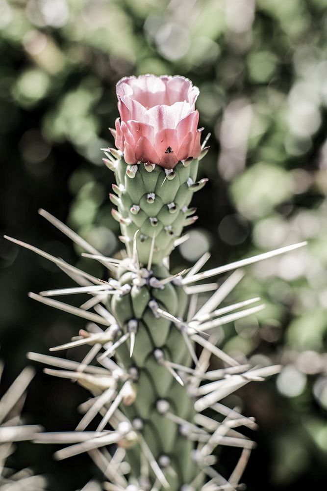 Pink Desert Bloom art print by Shot by Clint for $57.95 CAD