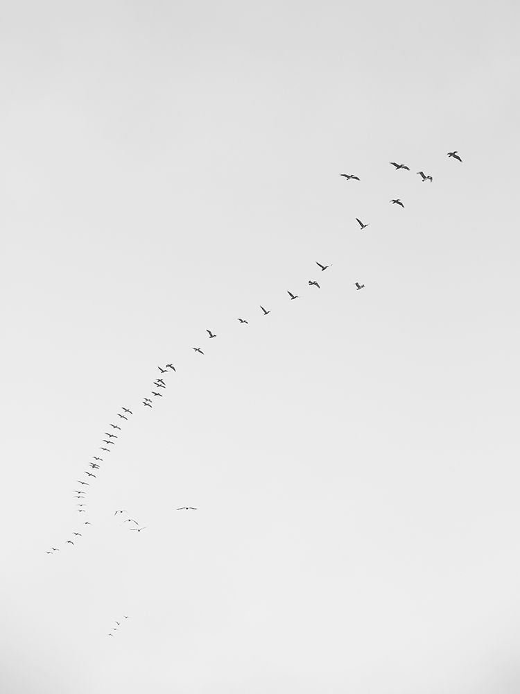 Pismo 02 art print by Shot by Clint for $57.95 CAD
