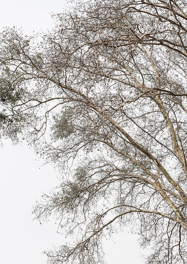 Plain Tree art print by Shot by Clint for $57.95 CAD