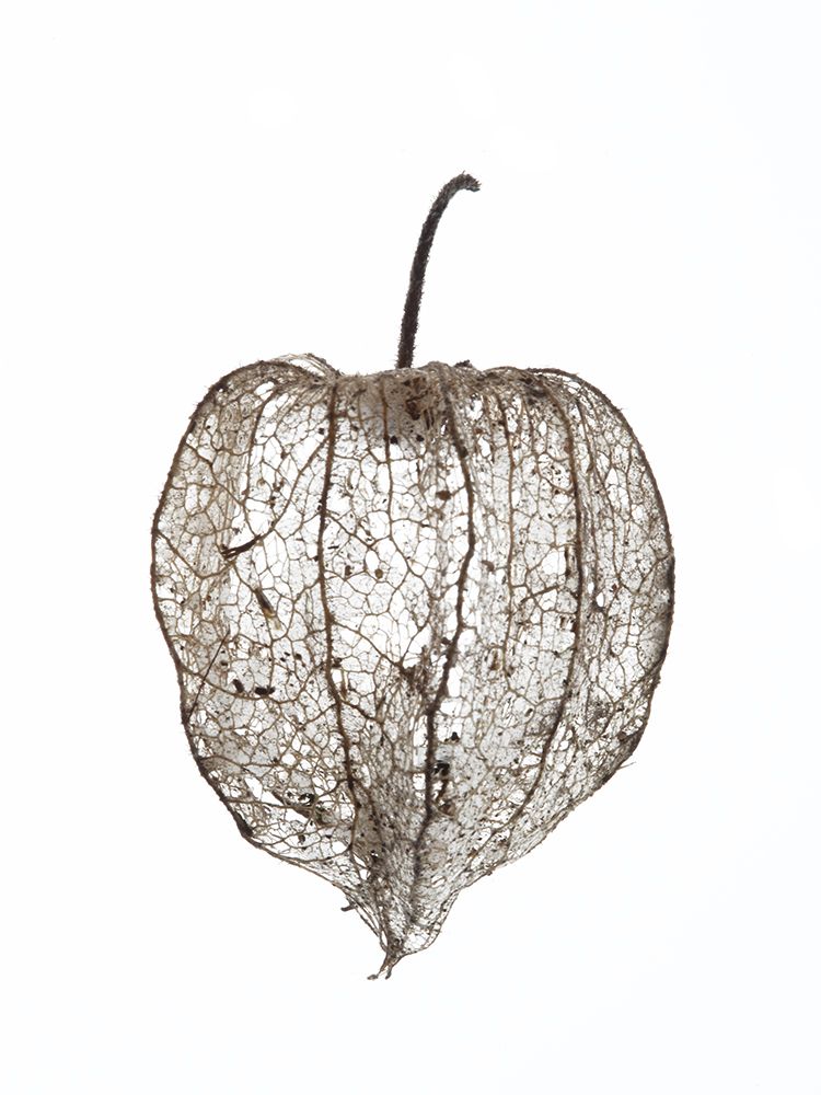 Pod art print by Shot by Clint for $57.95 CAD