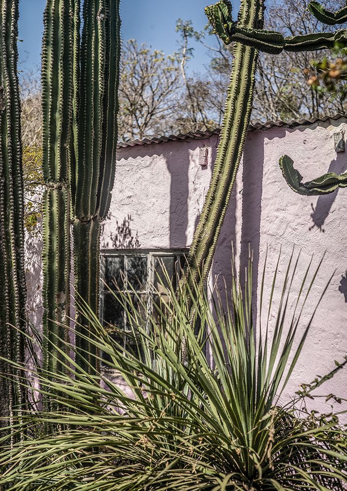 Plants On Pink art print by Shot by Clint for $57.95 CAD