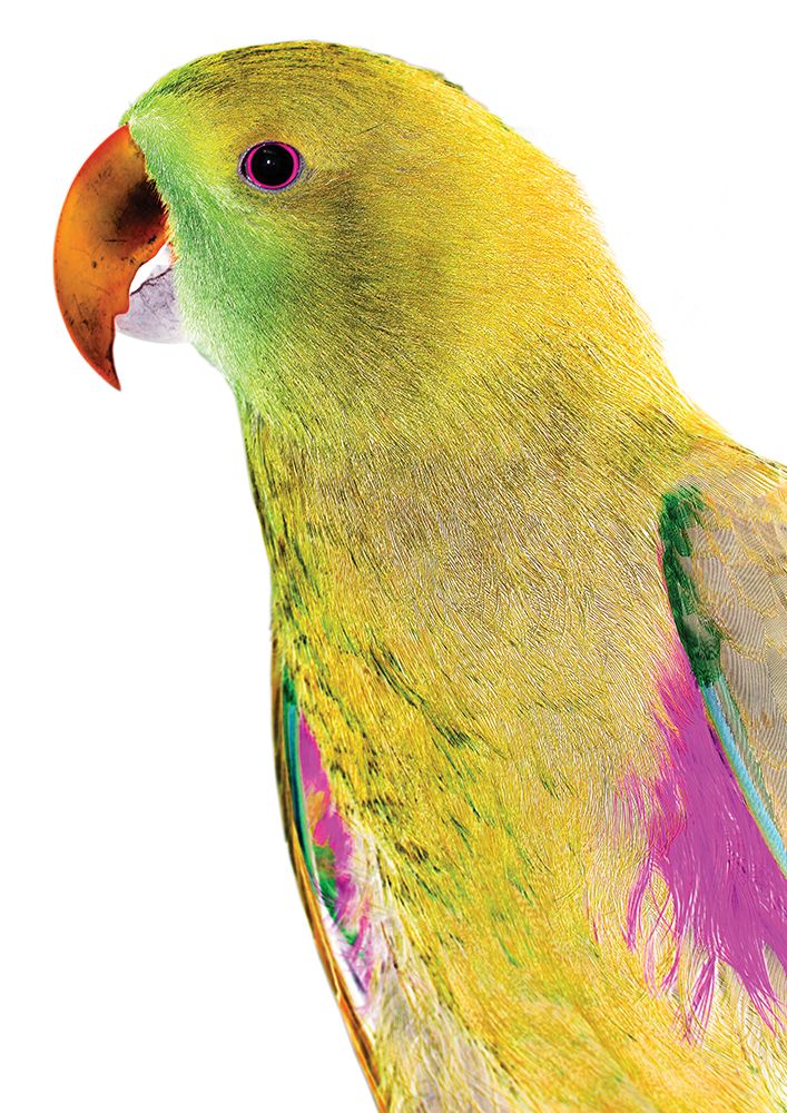 Polly art print by Shot by Clint for $57.95 CAD