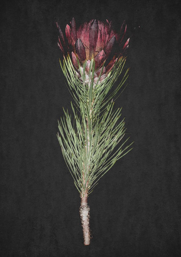 Protea art print by Shot by Clint for $57.95 CAD