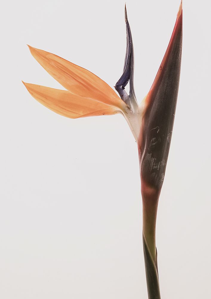 Queens Flower art print by Shot by Clint for $57.95 CAD