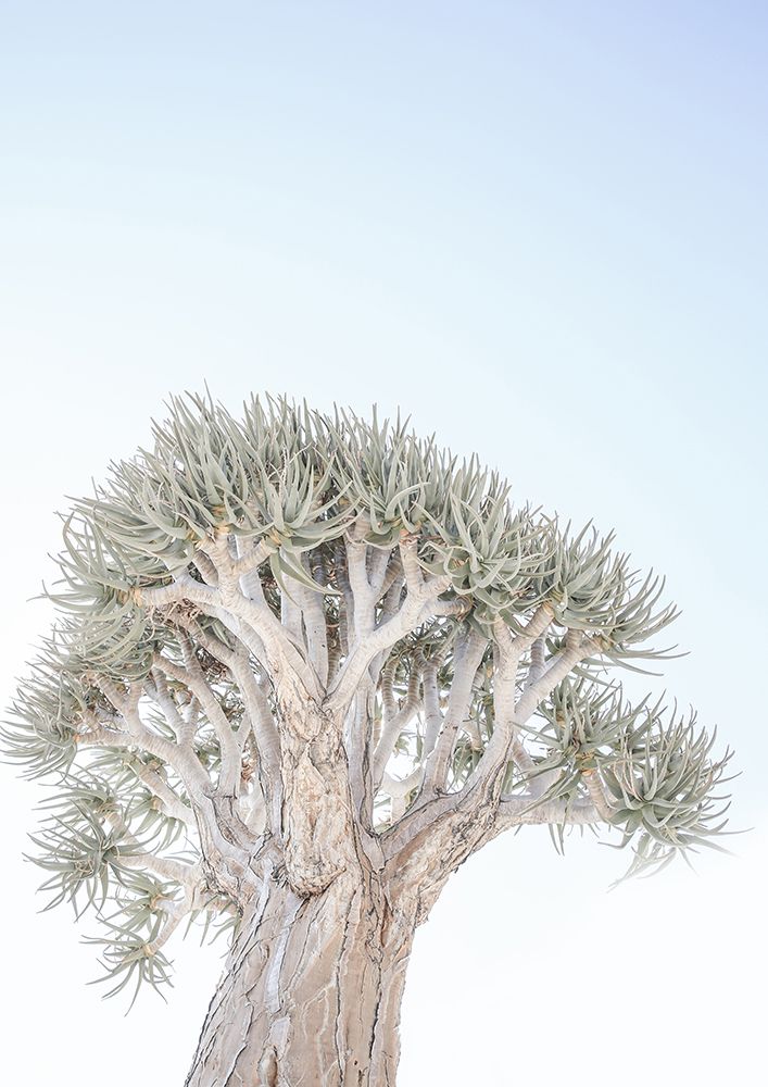 Quiver Tree Gk 05 art print by Shot by Clint for $57.95 CAD
